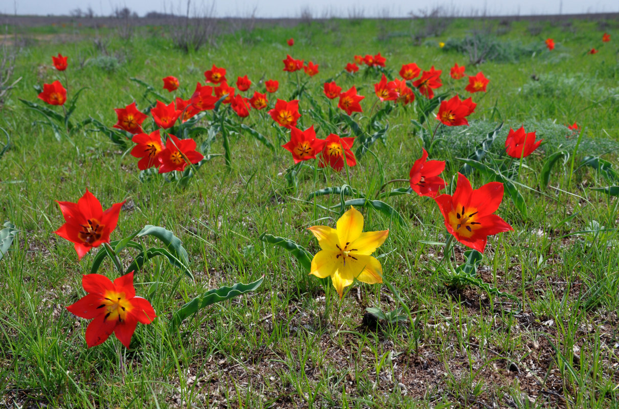 Изображение особи Tulipa suaveolens.