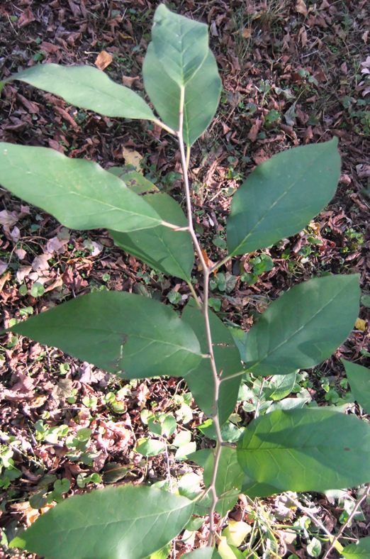 Image of Maclura pomifera specimen.