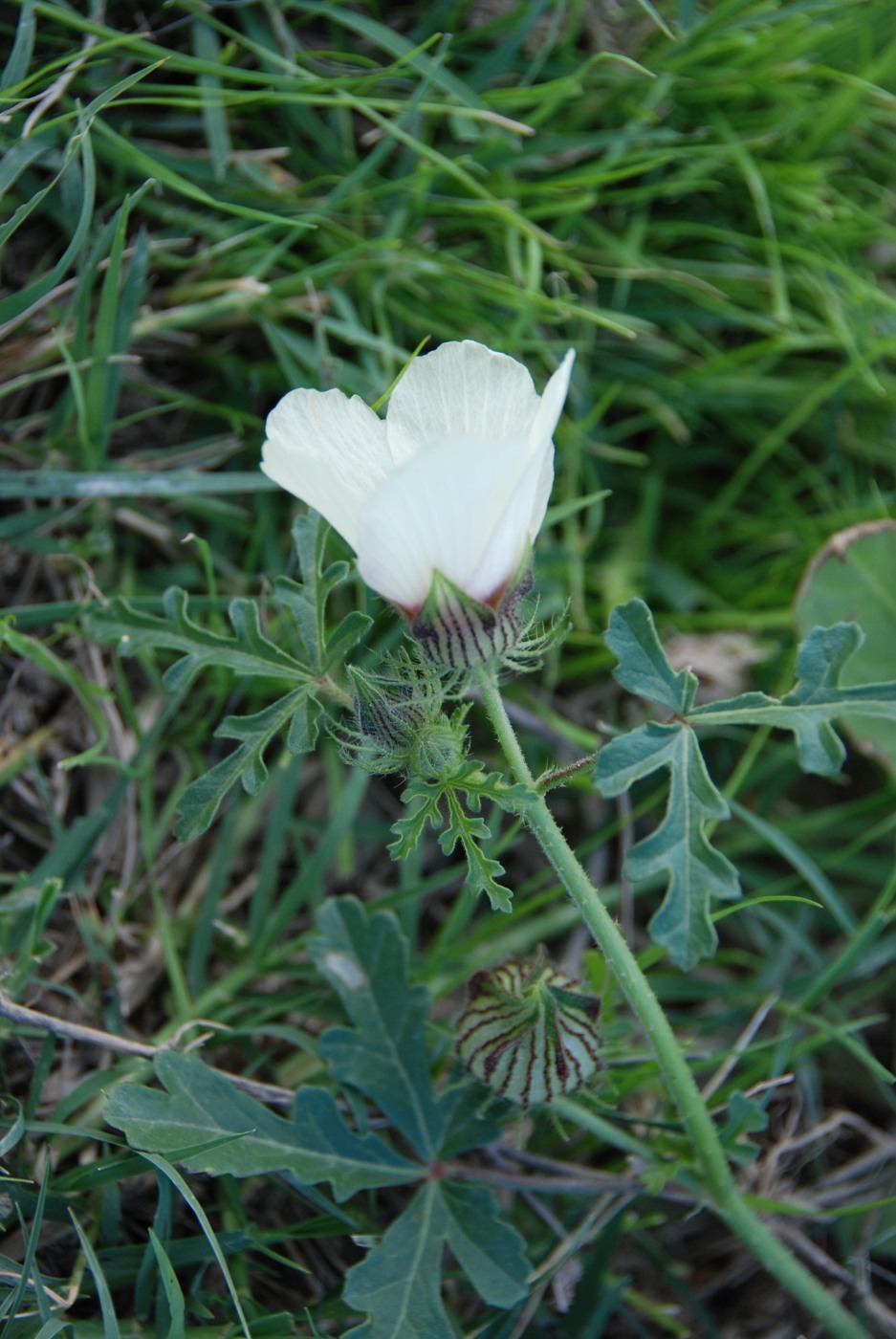 Изображение особи Hibiscus trionum.