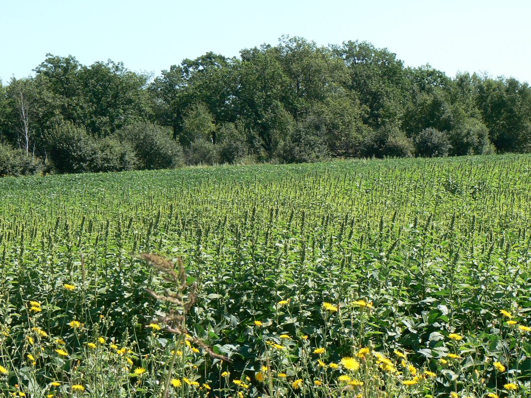 Image of Amaranthus retroflexus specimen.