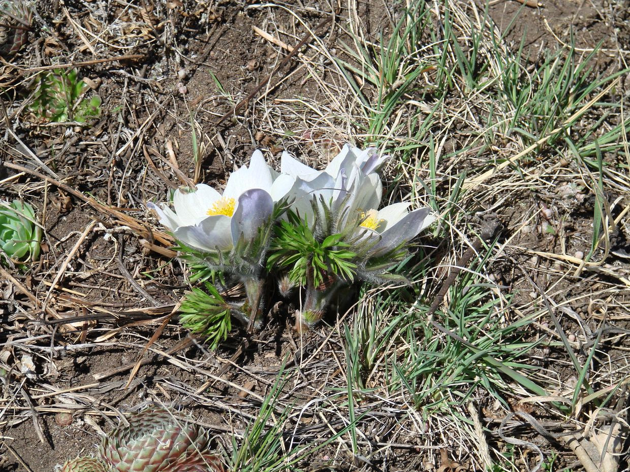 Image of Pulsatilla turczaninovii specimen.