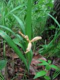 Iris colchica