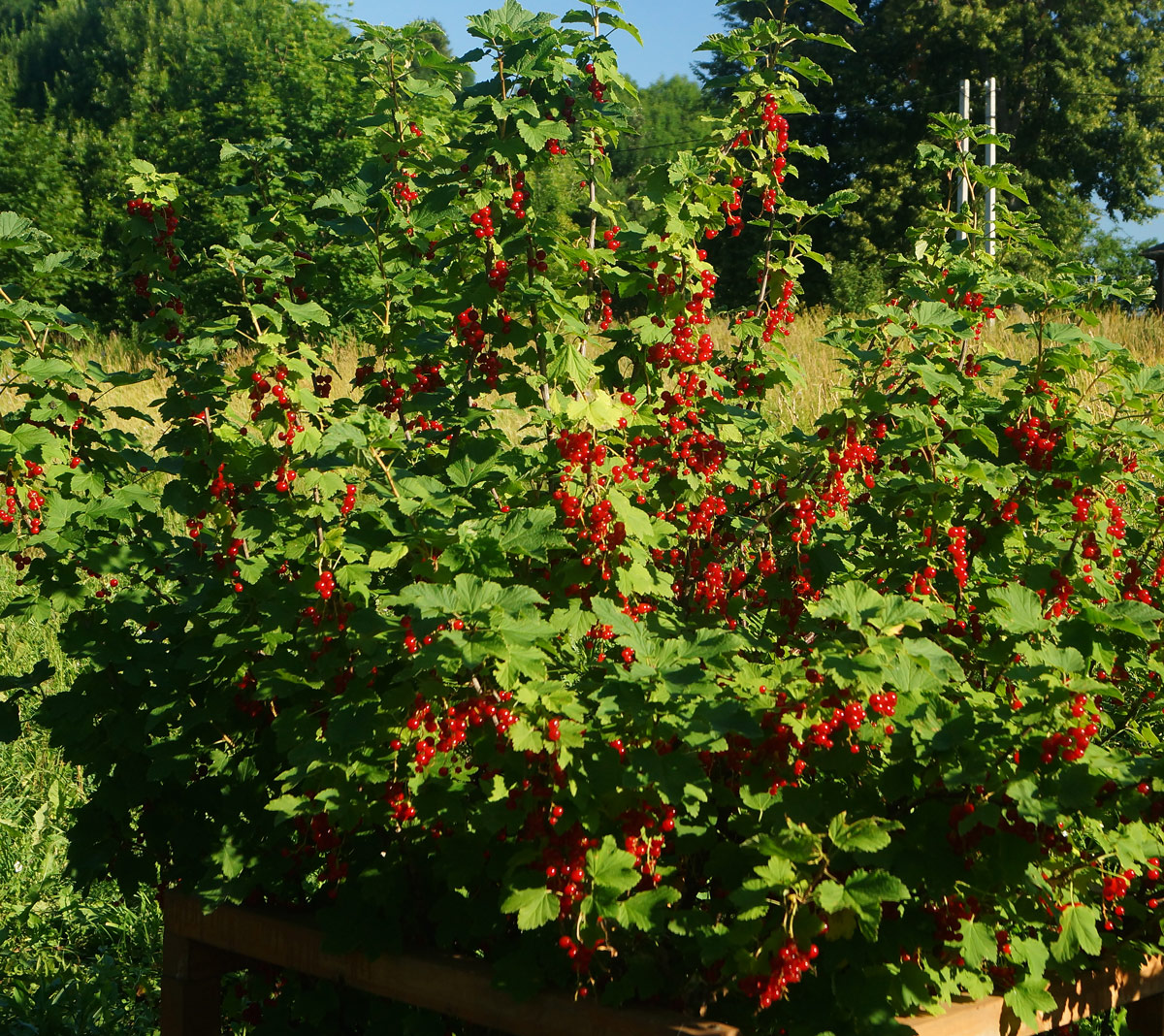 Image of Ribes rubrum specimen.