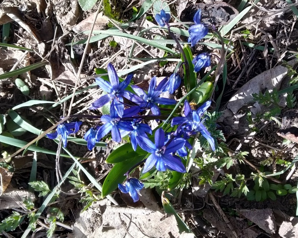 Image of Scilla caucasica specimen.