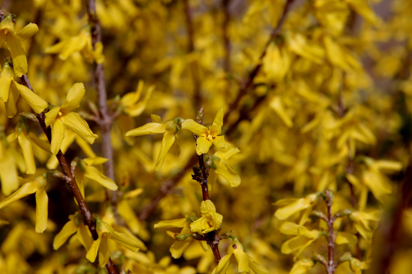 Изображение особи Forsythia &times; intermedia.