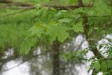 Acer platanoides