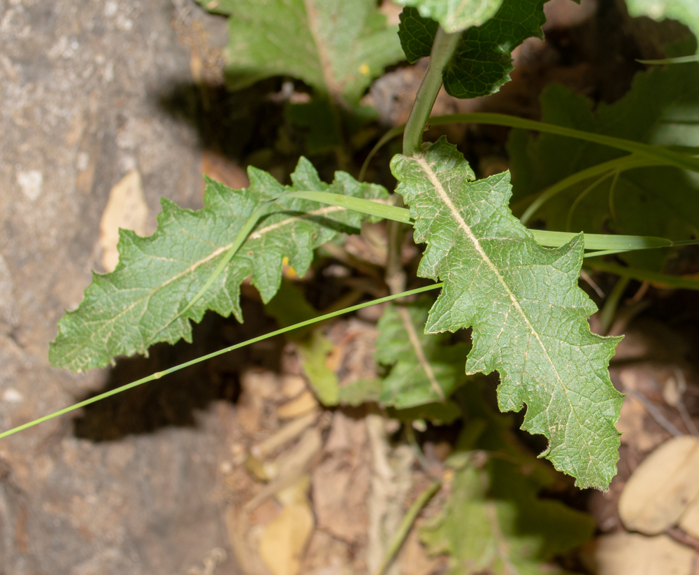 Image of Verbascum tripolitanum specimen.