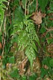 Asplenium adiantum-nigrum. Вайя. Республика Абхазия, окр. Нового Афона. 20.08.2009.