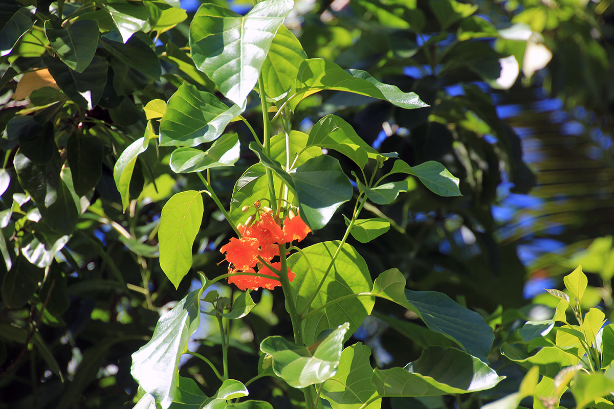 Image of Cordia subcordata specimen.