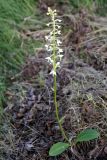 Смотреть изображение Platanthera bifolia
