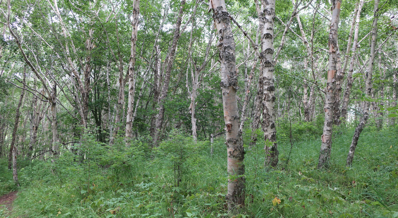 Image of Betula ermanii specimen.