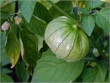 род Physalis
