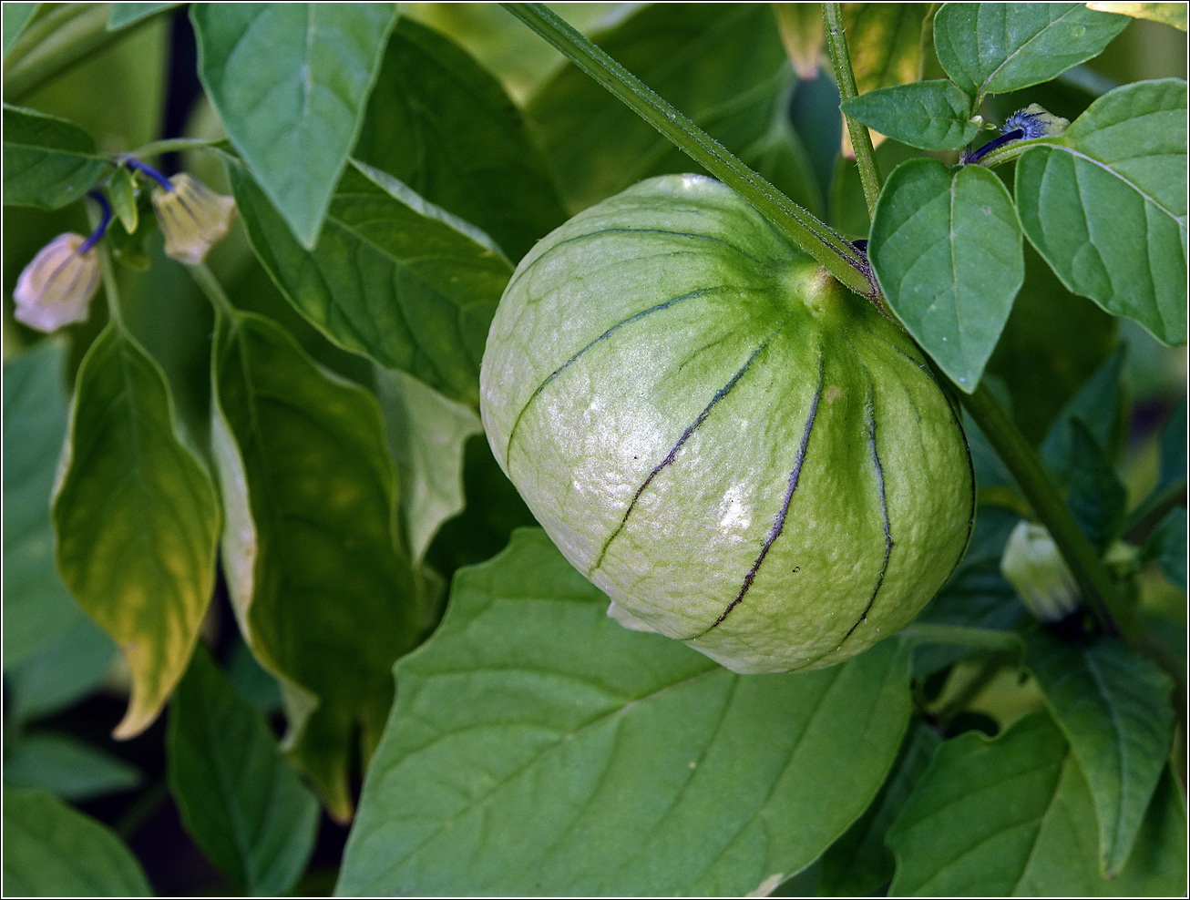 Изображение особи род Physalis.