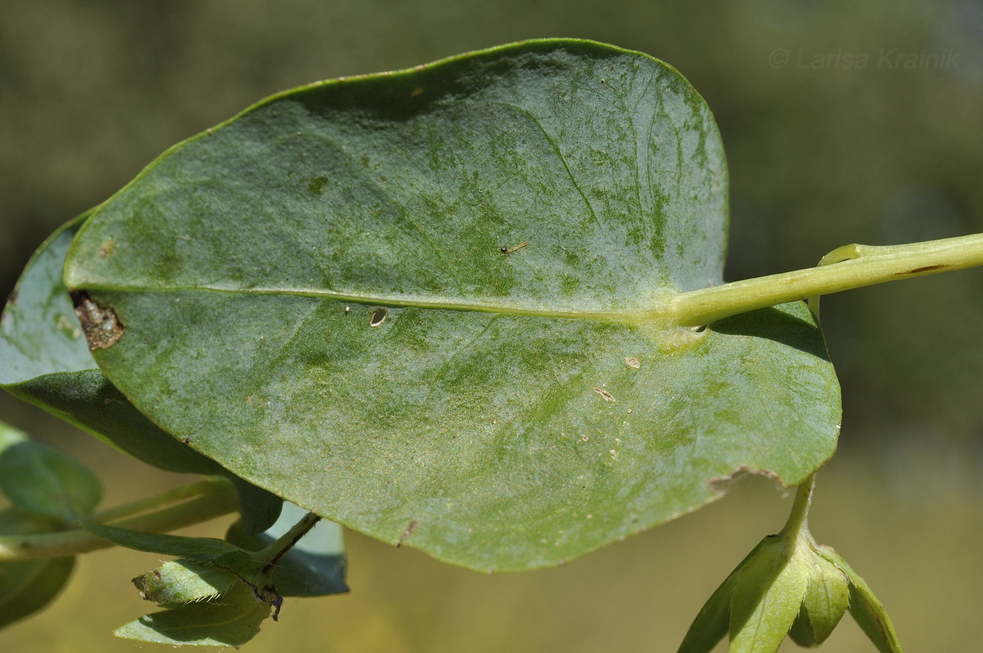 Image of Cerinthe minor specimen.