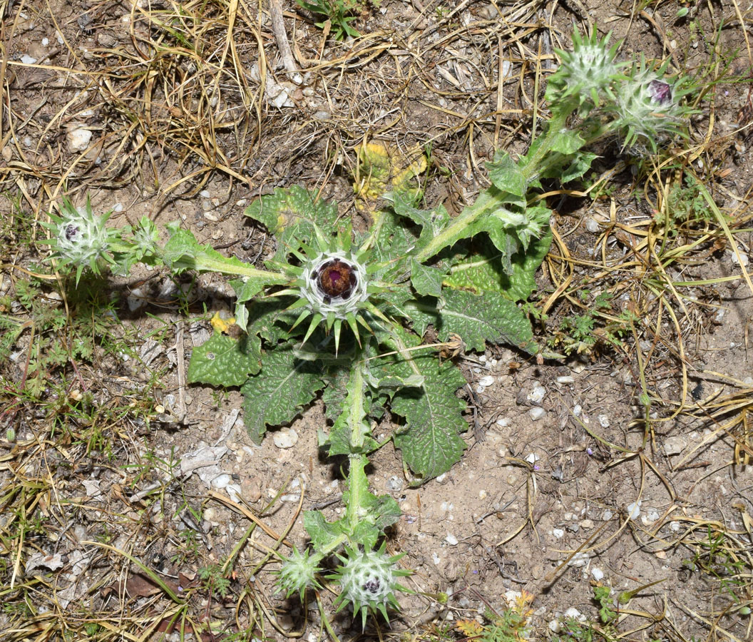 Изображение особи Cousinia microcarpa.