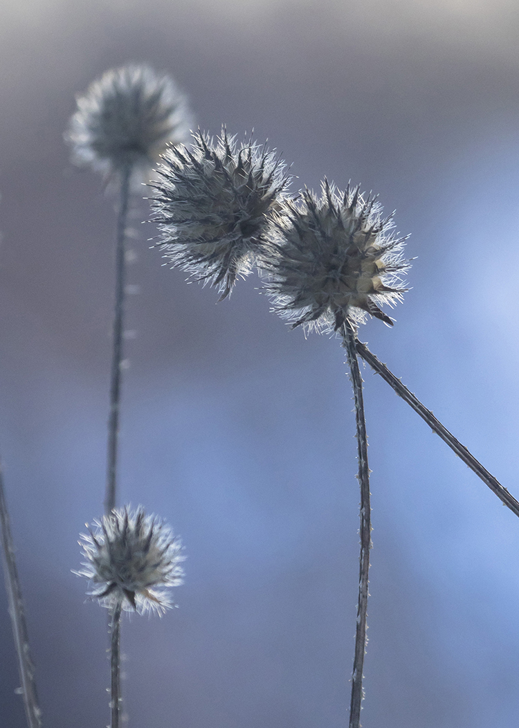 Изображение особи Dipsacus pilosus.