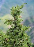 Juniperus oblonga. Верхушка ветви с незрелыми шишкоягодами. Дагестан, Гунибский р-н, окр. с. Гамсутль, ≈ 1400 м н.у.м., субальпийский луг. 29.07.2022.