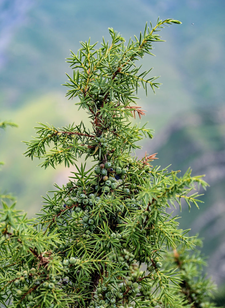 Изображение особи Juniperus oblonga.