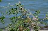 Cynanchum acutum. Побег с соцветиями на ветви кустарника. Дагестан, г. Каспийск, окраина каменистого пляжа. 31.07.2022.