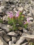 Lamium glaberrimum