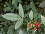 Zanthoxylum alatum variety planispinum