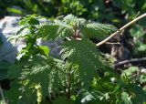 Urtica pilulifera. Верхушка побега. Турция, пров. Мугла, р-н Сейдикемер, развалины древнего ликийского г. Тлос, пустырь возле музейного комплекса. 03.01.2023.