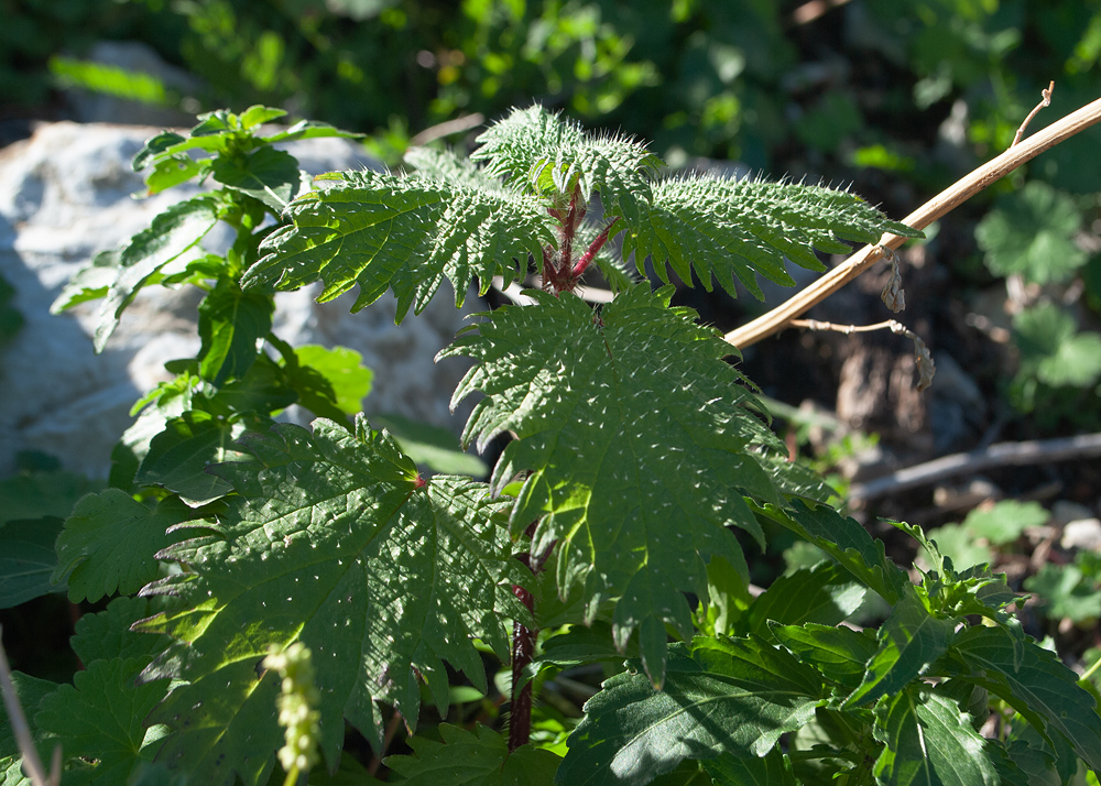 Image of Urtica pilulifera specimen.