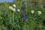 Trifolium trichocephalum. Цветущие растения в сообществе с Vicia и Prangos. Армения, обл. Арагацотн, гора Арагац, ущелье р. Аркашен, крепость Амберд, ≈ 2300 м н.у.м., луговой склон. 20.06.2022.