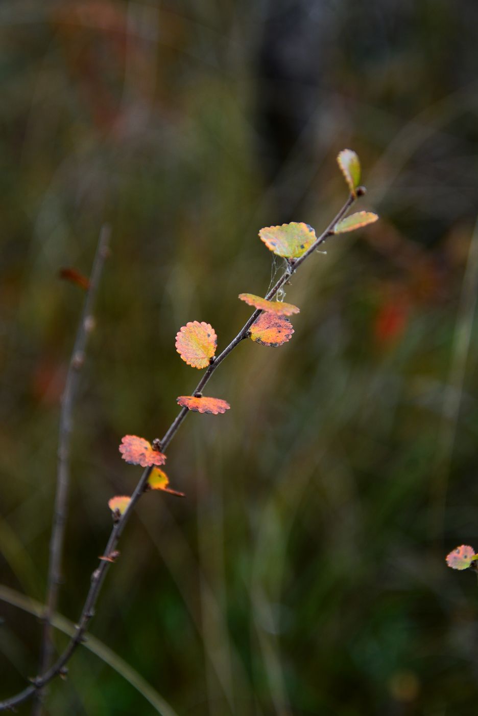 Image of Betula nana specimen.