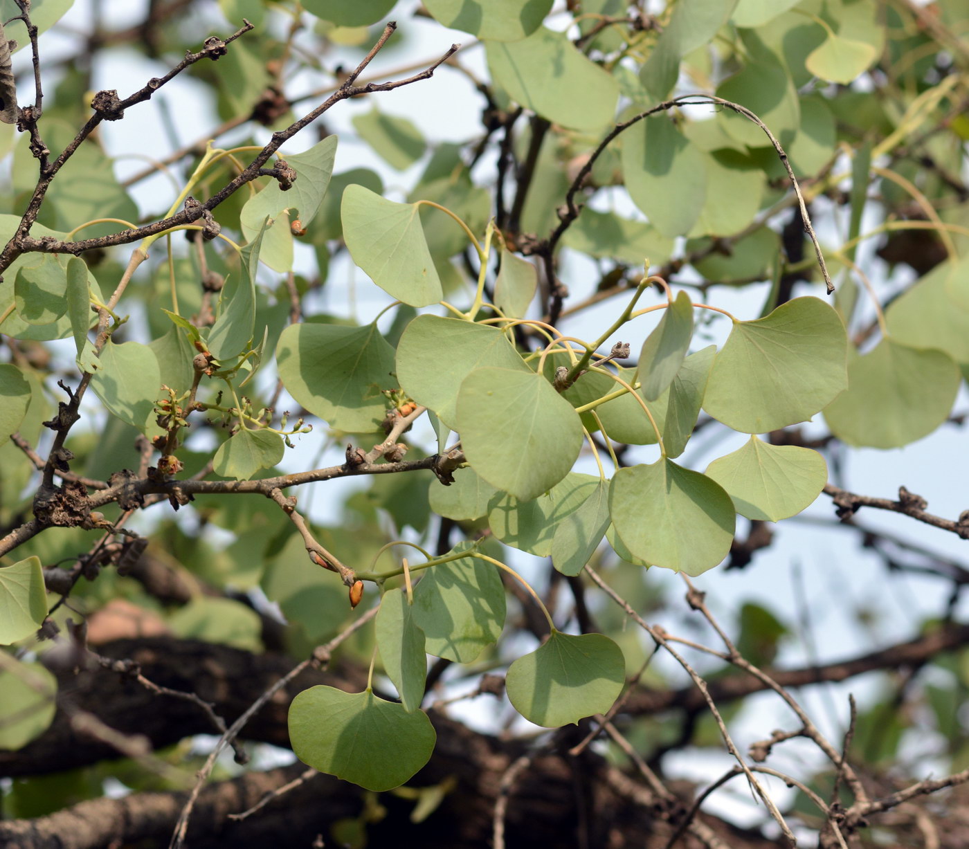 Изображение особи Populus pruinosa.