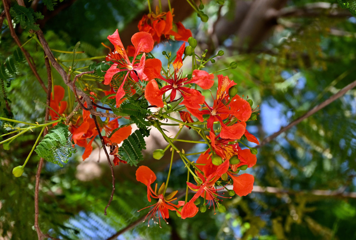 Изображение особи Delonix regia.