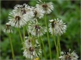 Taraxacum officinale