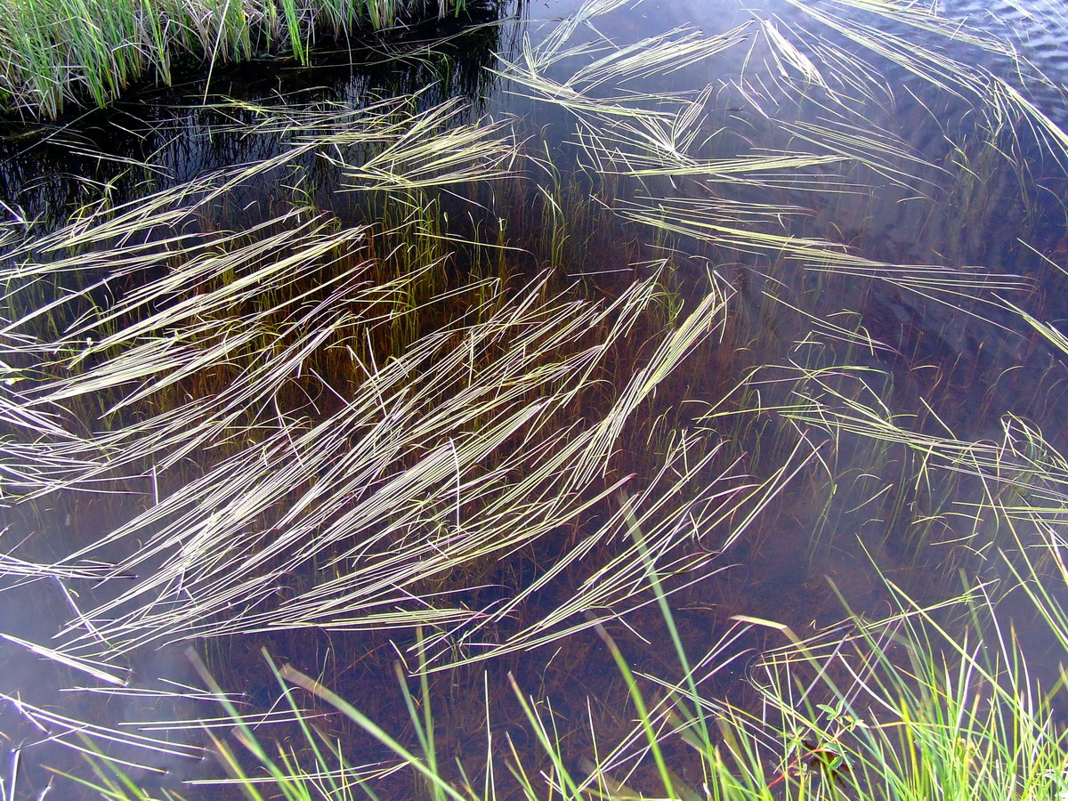 Image of Sparganium angustifolium specimen.