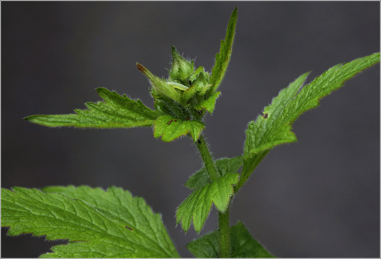 Изображение особи Geum urbanum.