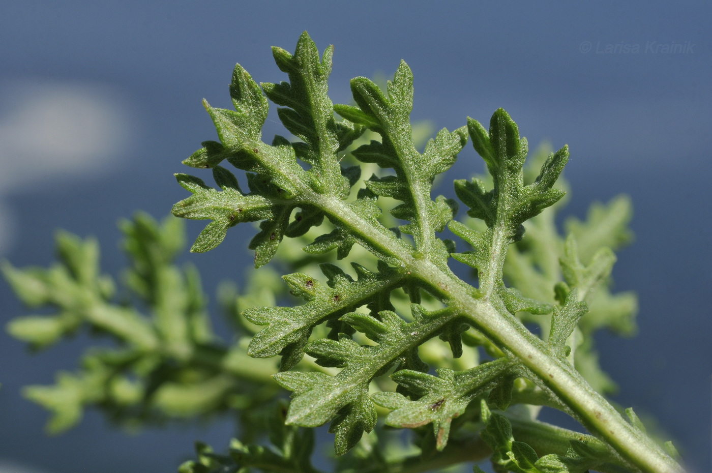 Image of Artemisia laciniata specimen.