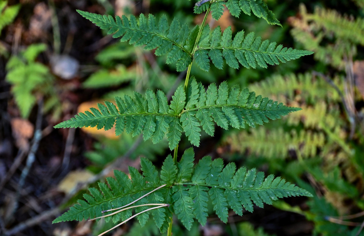 Изображение особи Dryopteris carthusiana.