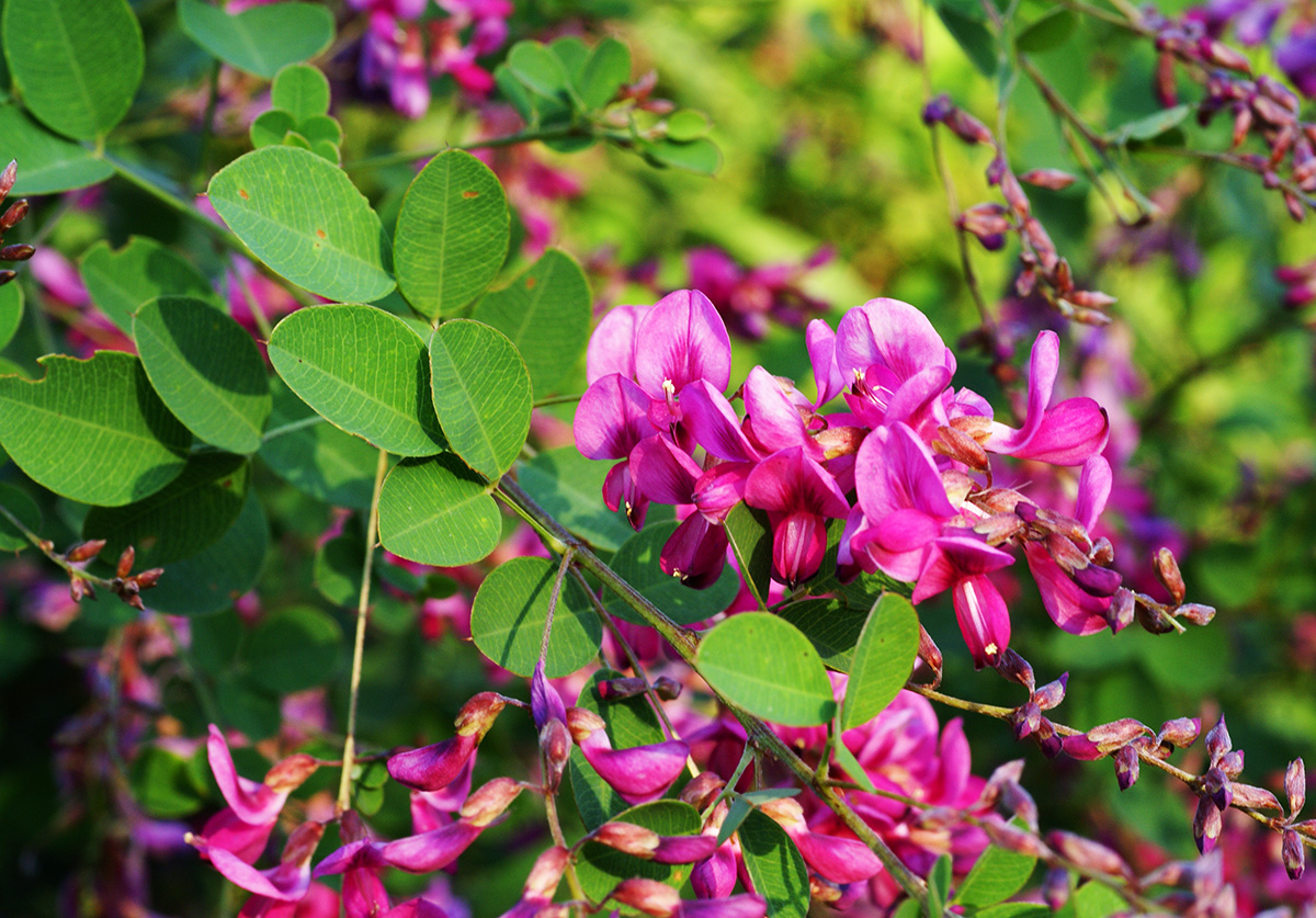 Изображение особи Lespedeza bicolor.