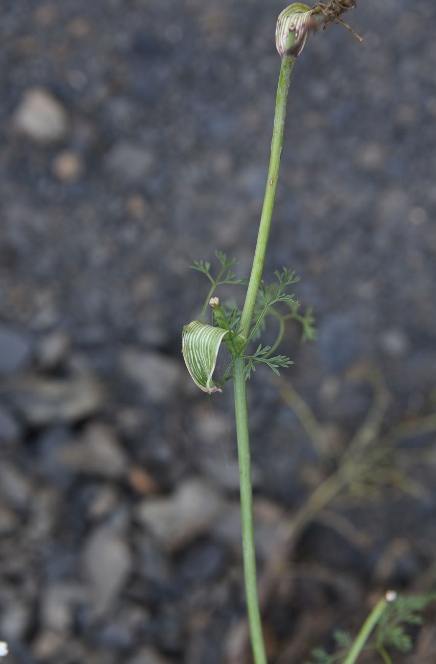 Image of Astrodaucus orientalis specimen.