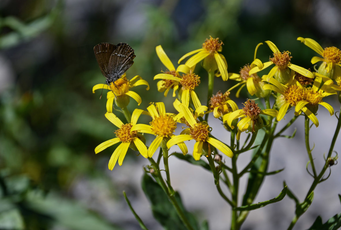 Изображение особи Senecio racemulifer.