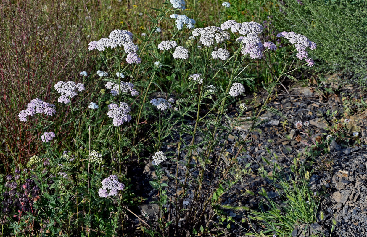 Image of Achillea millefolium specimen.