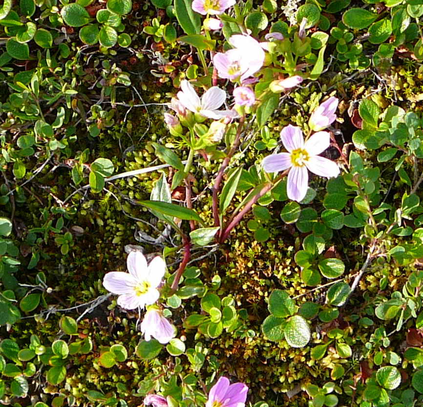 Image of Claytonia acutifolia specimen.