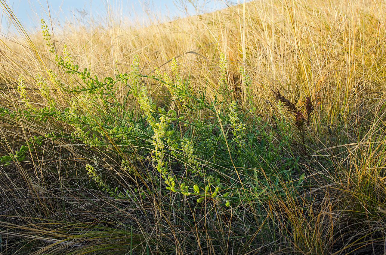 Image of Reseda lutea specimen.