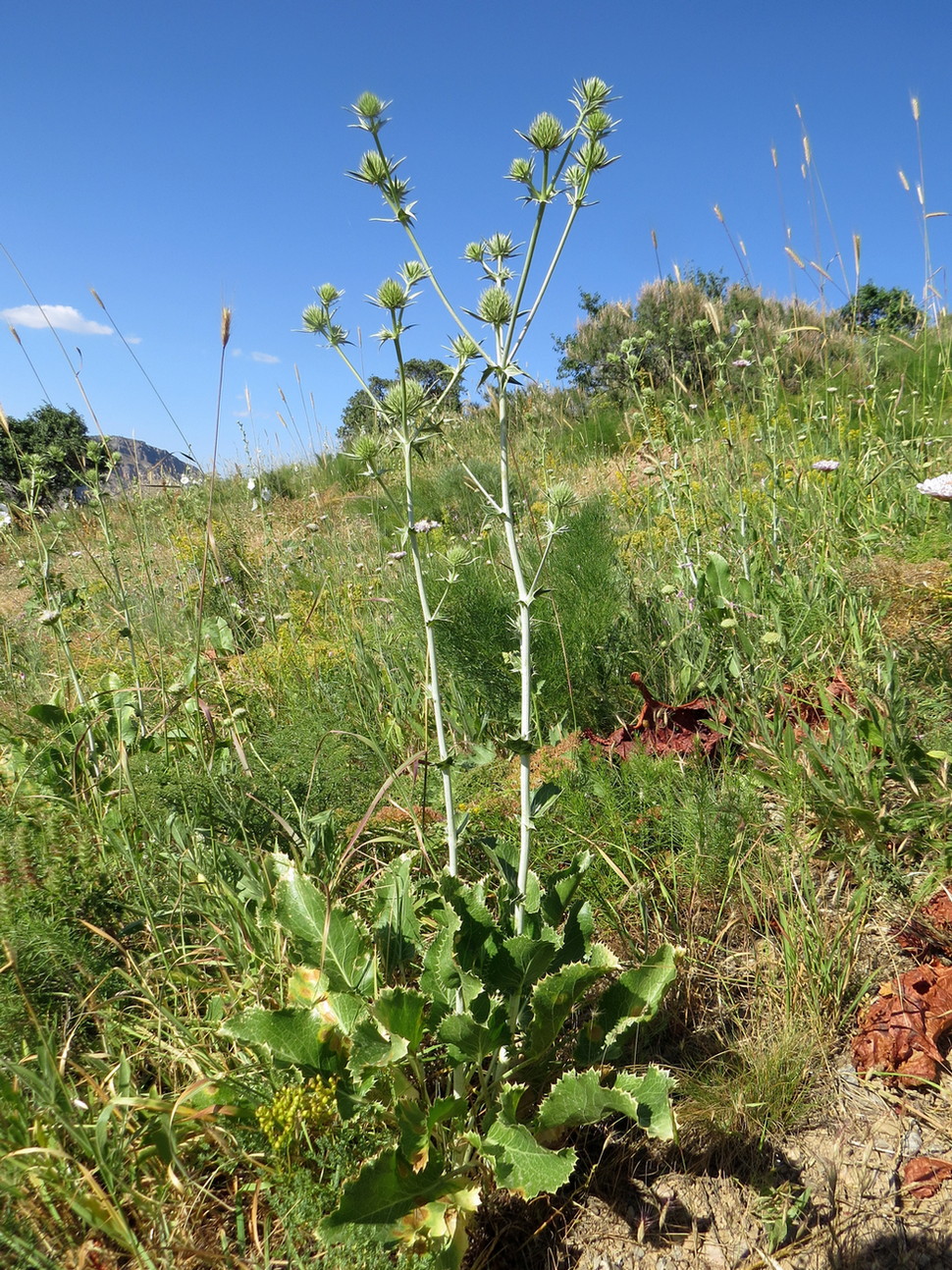 Image of Eryngium macrocalyx specimen.