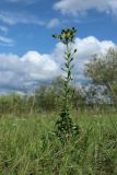 Hieracium umbellatum. Расцветающее растение. Беларусь, Витебская обл., окр. пос. Езерище, выкашиваемый суходольный луг. 03.08.2023.