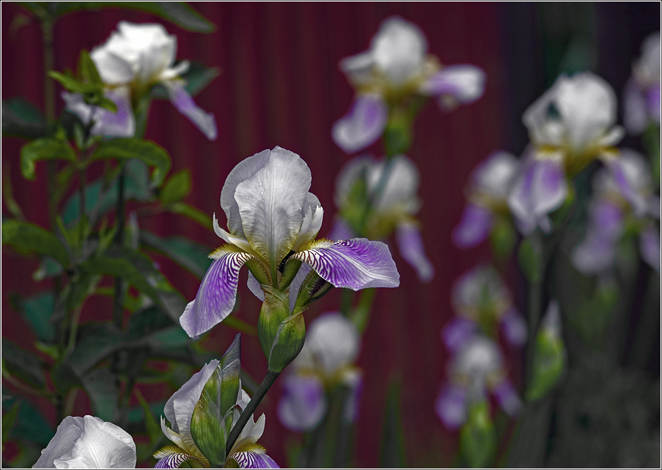 Image of Iris &times; hybrida specimen.