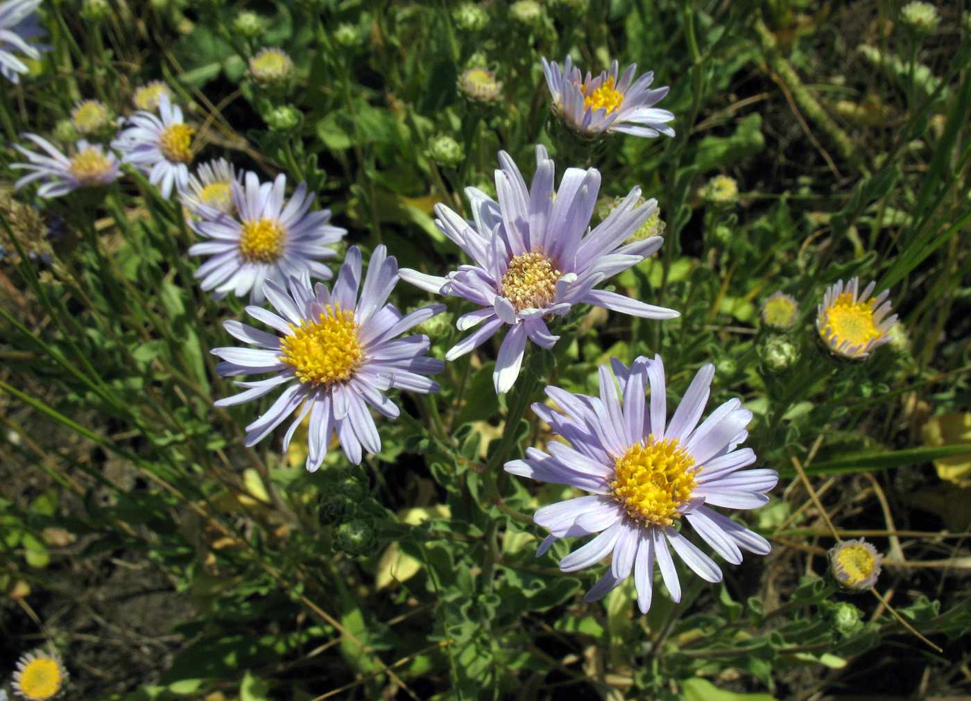 Image of Aster amellus specimen.