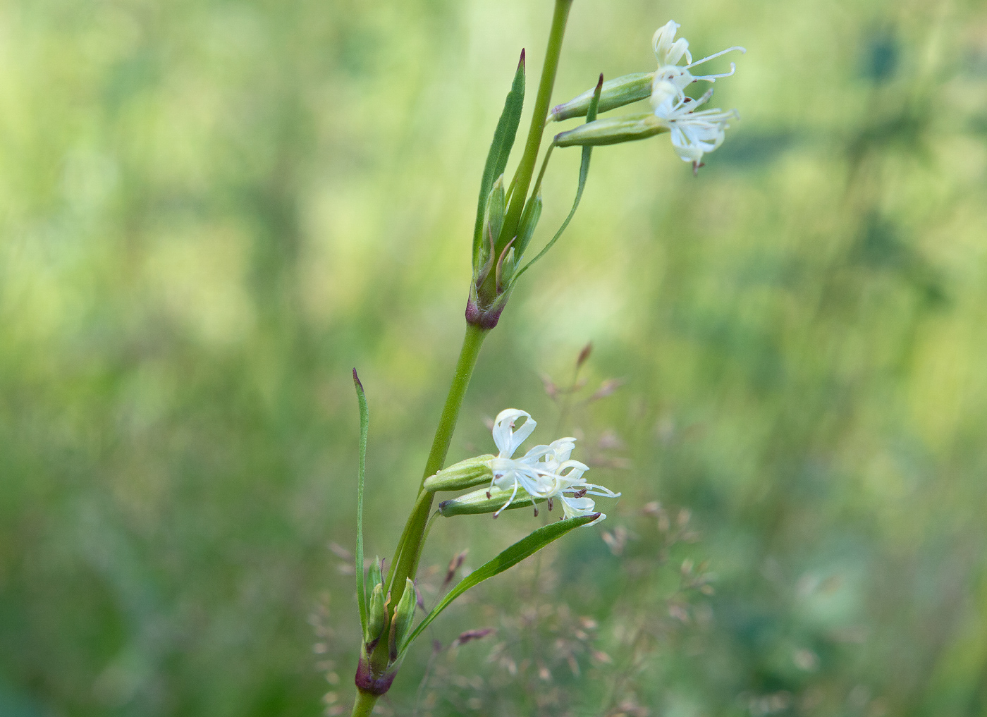 Image of Silene tatarica specimen.