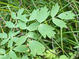 Thalictrum minus. Лист. Хабаровский край, окр. г. Комсомольск-на-Амуре, смешанный лес. 30.07.2024.