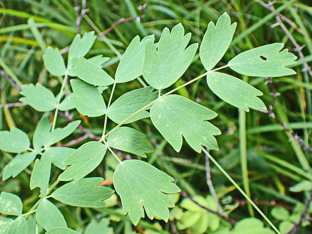 Image of Thalictrum minus specimen.