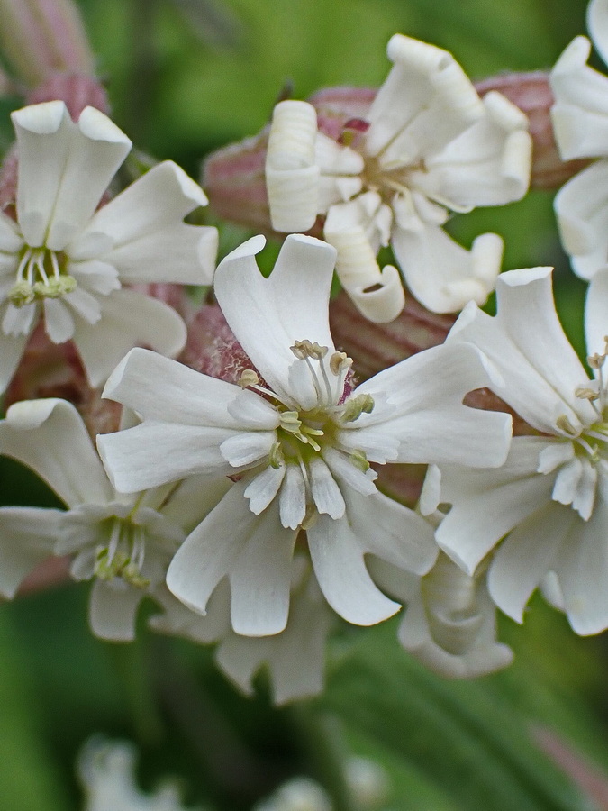 Изображение особи Silene amoena.